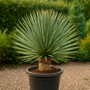 Yucca rostrata