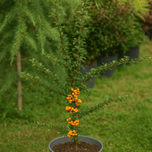Cătină ornamentală (Hippophae rhamnoides)