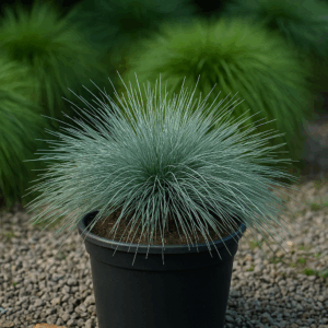 Plante perene