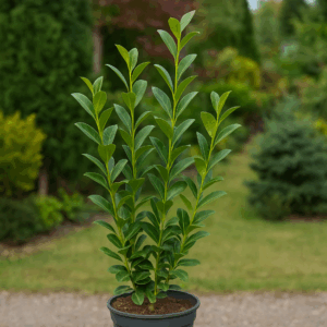 Laur englezesc (Prunus laurocerasus)