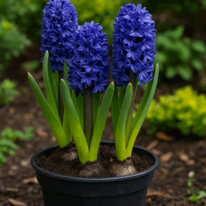 Zambile (Hyacinthus orientalis)