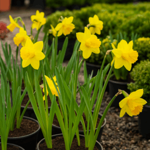 Narcise (Narcissus spp.)
