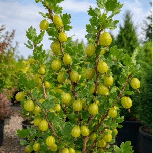 Agriș (Ribes uva-crispa)