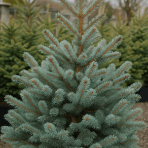 Brad argintiu (Picea pungens 'Glauca')