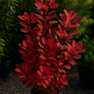 Scumpie / Arborele de fum (Cotinus coggygria)