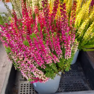 Erika (Calluna vulgaris)
