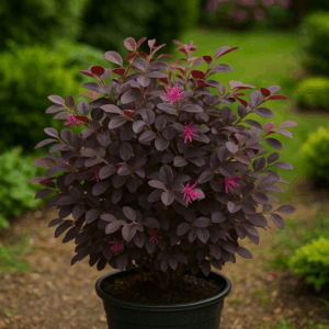 Loropetalum chinense ‘Black Pearl’