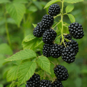 Murul (Rubus fruticosus)