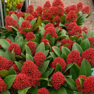 Skimmia japonica