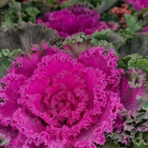 Varză ornamentală (Brassica oleracea var. acephala)