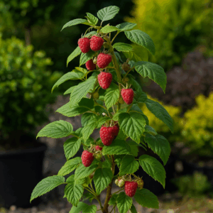 Zmeur (Rubus idaeus)